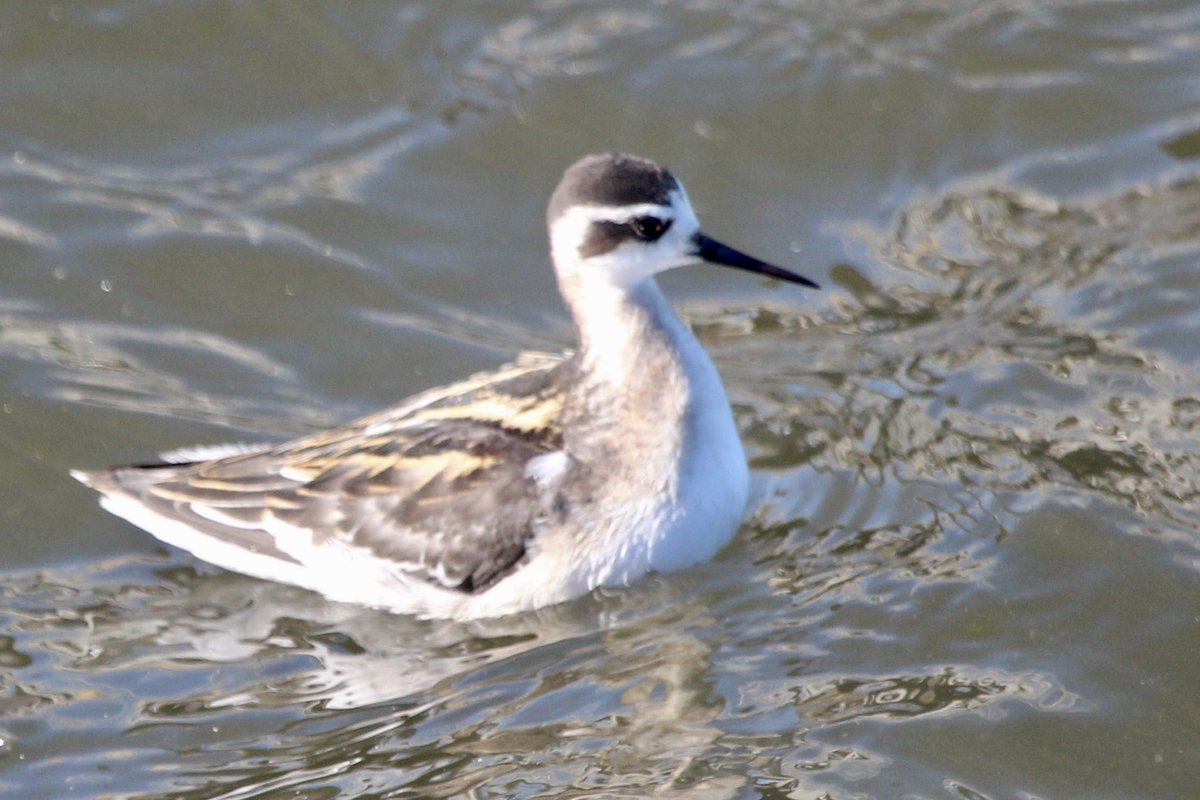 ryryry4's tweet photo. @ianbennell75 Dozens of phalaropes (red-necked and grey) in California a couple of weeks back Inc this RN escaping Alcatraz https://t.co/8GQIxX7bLC