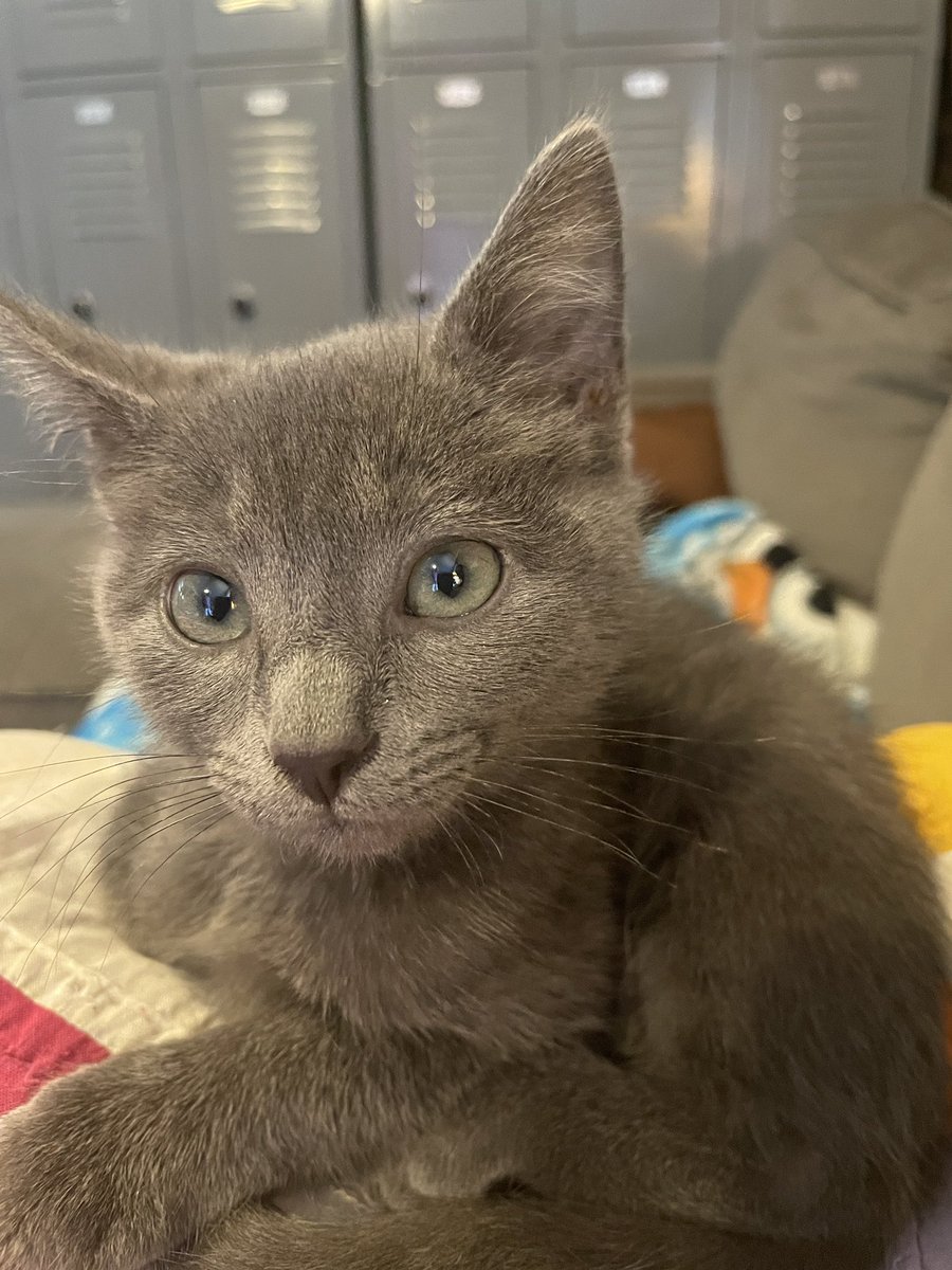 What color do you think my eyes are? #CatsofTwittter #Cat #meow #KittensOfTwitter #Kitten
