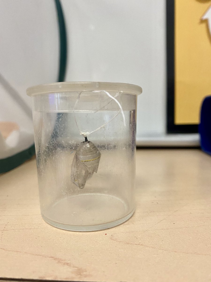 courtneywassell's tweet photo. This morning we had a little surprise happen in our classroom. Ginger was looking ready to hatch out when we came to school, but a recess she was ready! Now she needs to dry out and get used to her wings. @SCDSB_Schools @SCDSBey #scdsb #monarch #butterfly #kindergarten https://t.co/4JnE2W6Gsm
