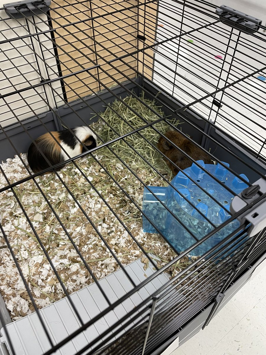 Thank you to the <a href="/PetsinClassroom/">Pets in a Classroom</a> grant for helping my class get our guinea pigs, Kermit and Fozzie! #RockSolid <a href="/RockHillSchools/">Rock Hill Schools</a>