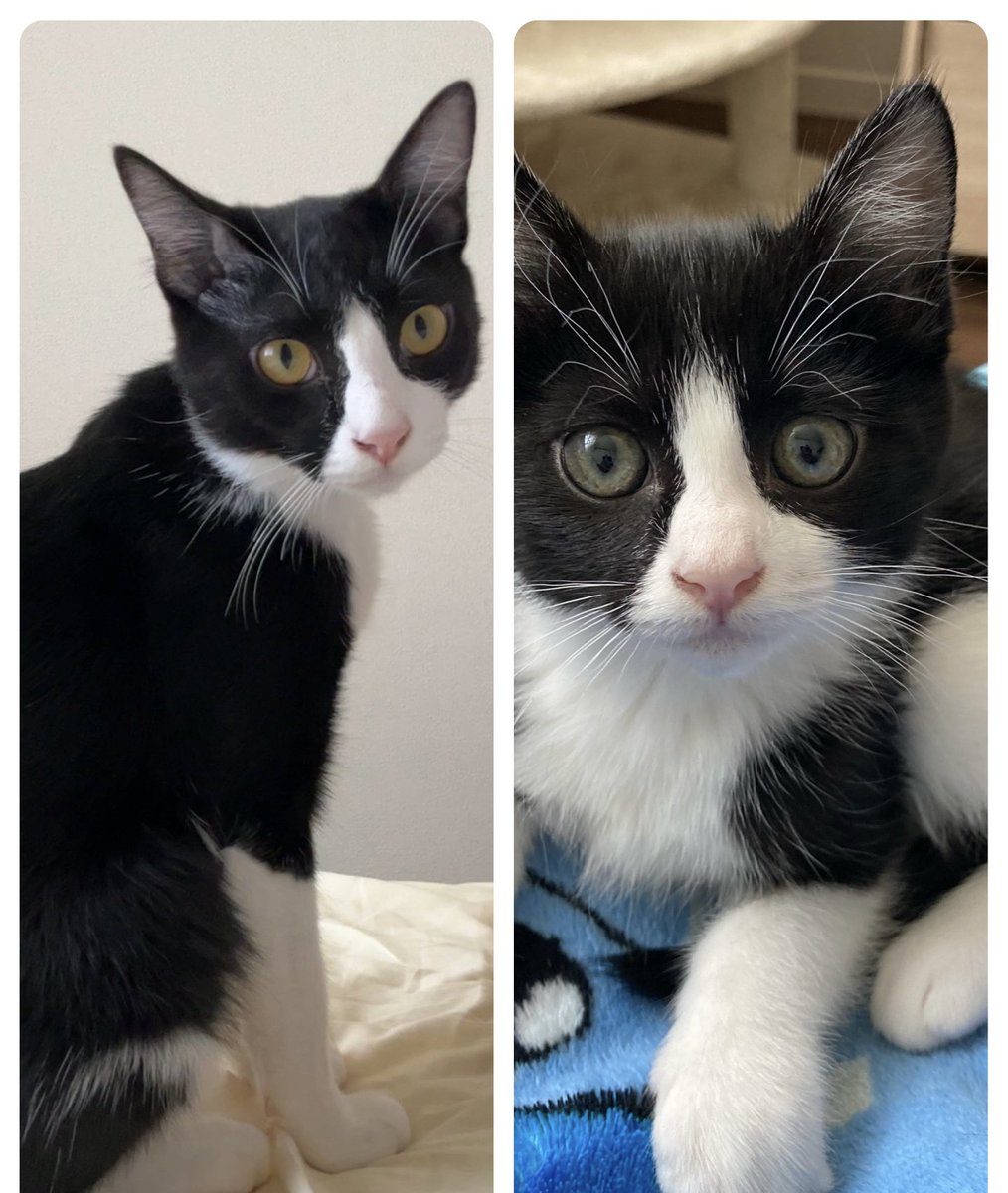 Luce_Borgia's tweet photo. ここ1年間成長を見守ってきた猫達🐾
大きくなったなぁ… https://t.co/6Sb3Xt13tr