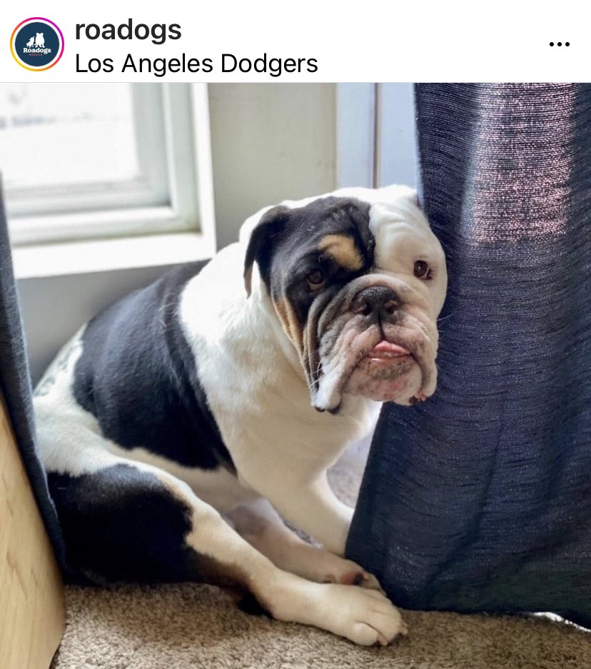 shanin molinaro tweet media