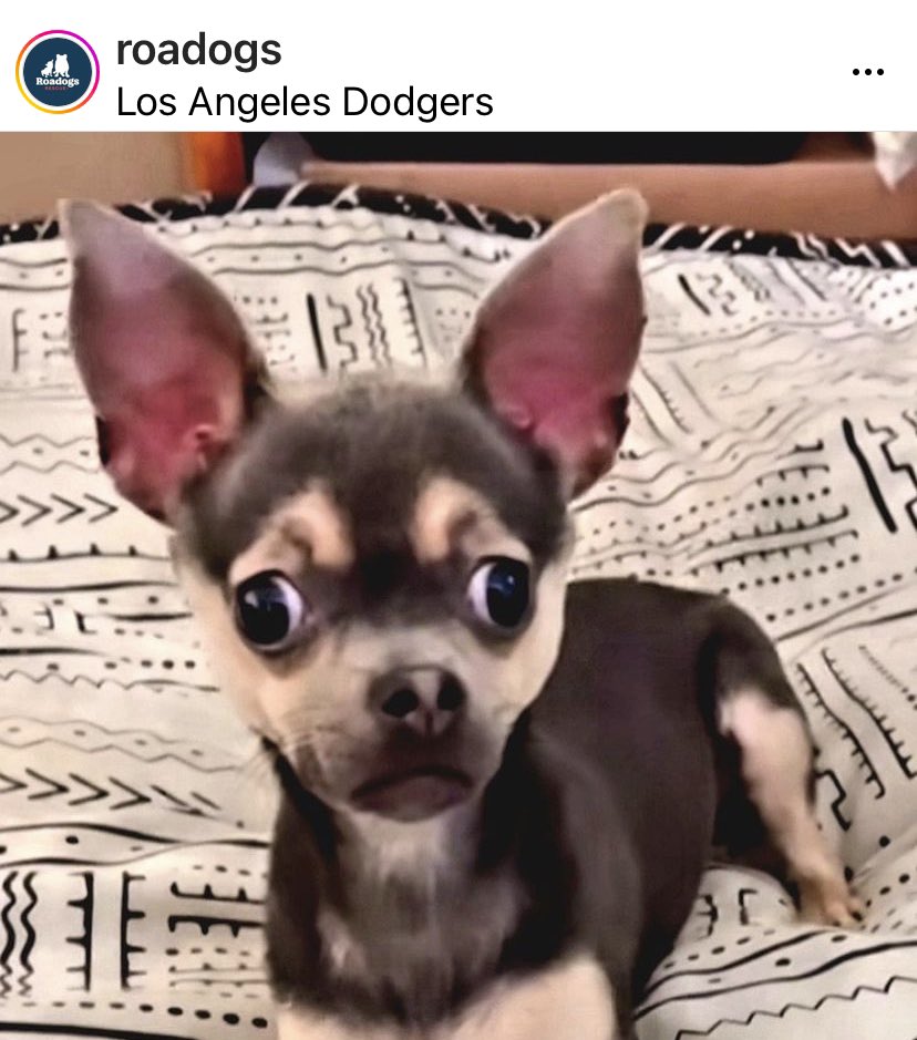 shanin molinaro tweet media