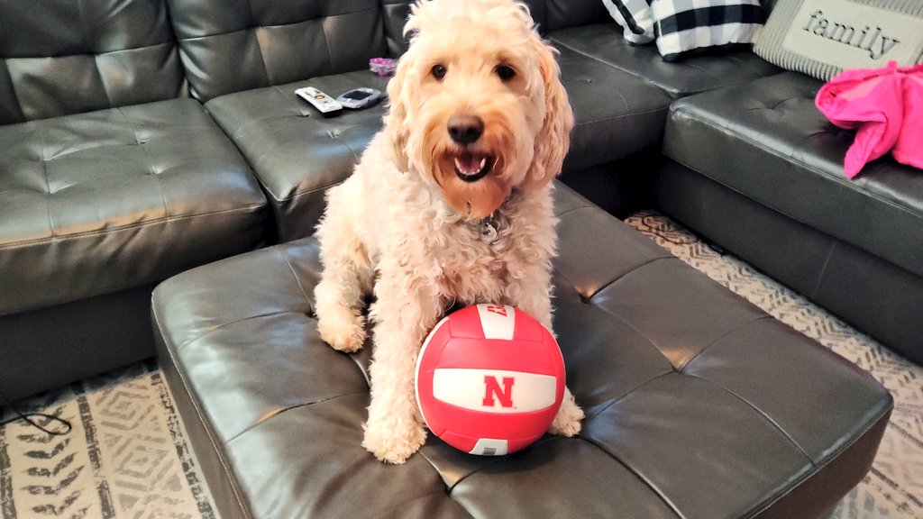 Go Huskers beat Stanford! Lemme know if you need a retriever 😉😂🐾🐻
#B1GBLOCKPARTY #GBR 🏐🔴⚪