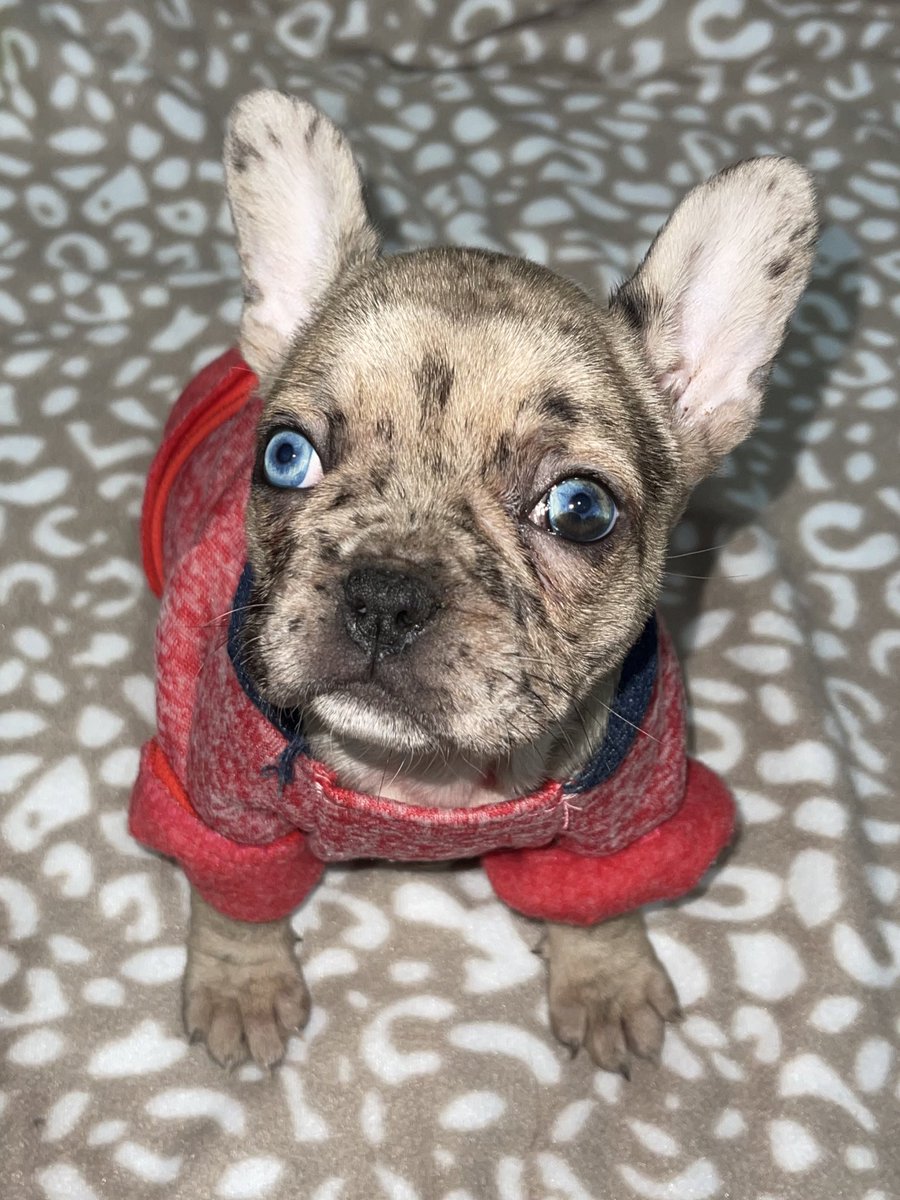ManeMercado's tweet photo. Puppy 🐶 https://t.co/ACd8wZAEU3
