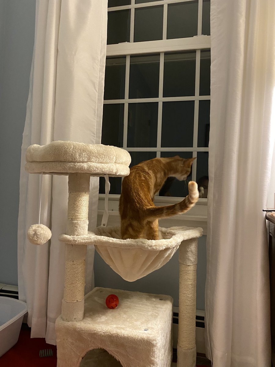 sorry for no activity i got a new cat