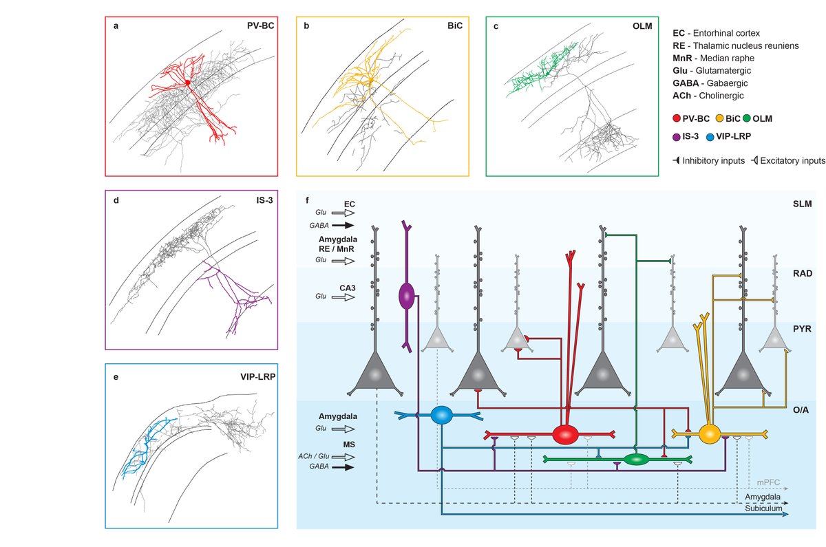 Hiring PhD students and Postdocs to discover the mysterious world of inhibitory interneurons: topolniklab.ca