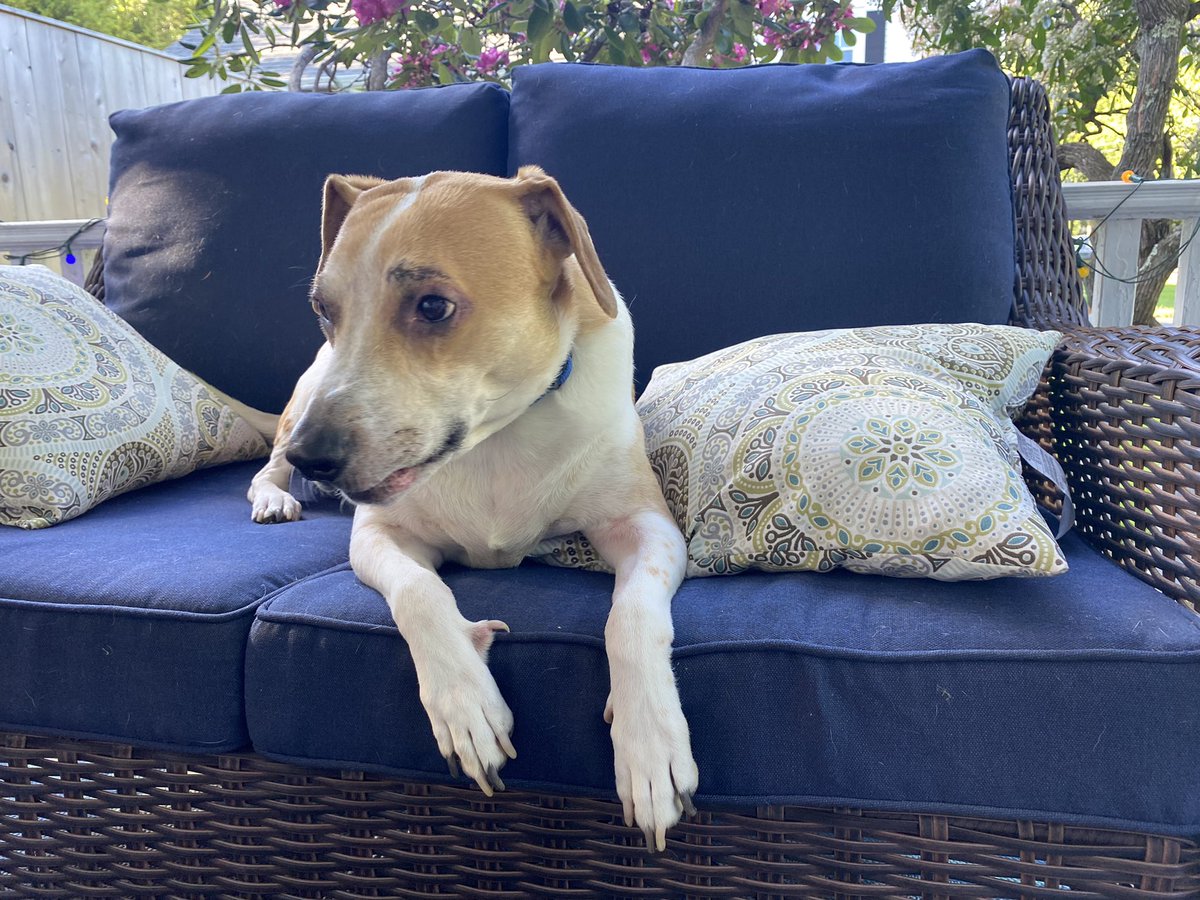 rrabboini's tweet photo. @noelbaron This is Wally in his favorite spot. https://t.co/9rmwume7vu