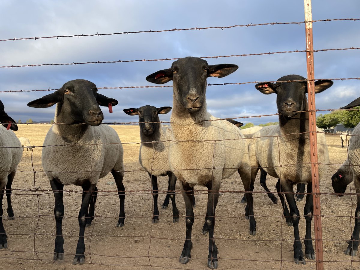 jenblank's tweet photo. My #sheepmates are back! Love these girls! https://t.co/1twqZyszDP