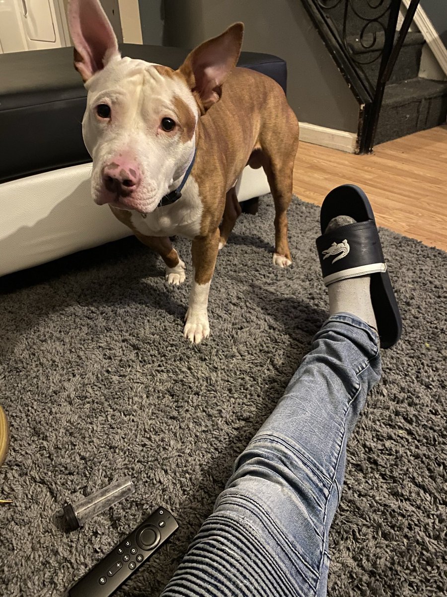 SexDrugsTats's tweet photo. Happy Birthday My Boy!! #MyMax #MansBestFriend #DogDad 💪🏾💪🏾❤️❤️😘😘 https://t.co/yKmYmWr7NU