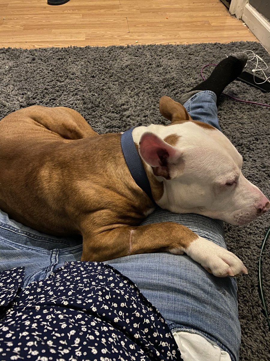 SexDrugsTats's tweet photo. Happy Birthday My Boy!! #MyMax #MansBestFriend #DogDad 💪🏾💪🏾❤️❤️😘😘 https://t.co/yKmYmWr7NU