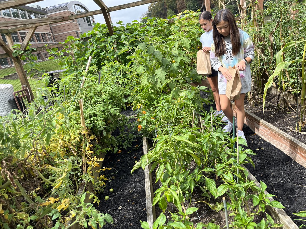 True farm to table! @7BFACS students are “shopping” in the garden for fresh veggies they’ll use in tasty recipes this week. #local #organic #sustainable #weare7b @SevenBridgesMS