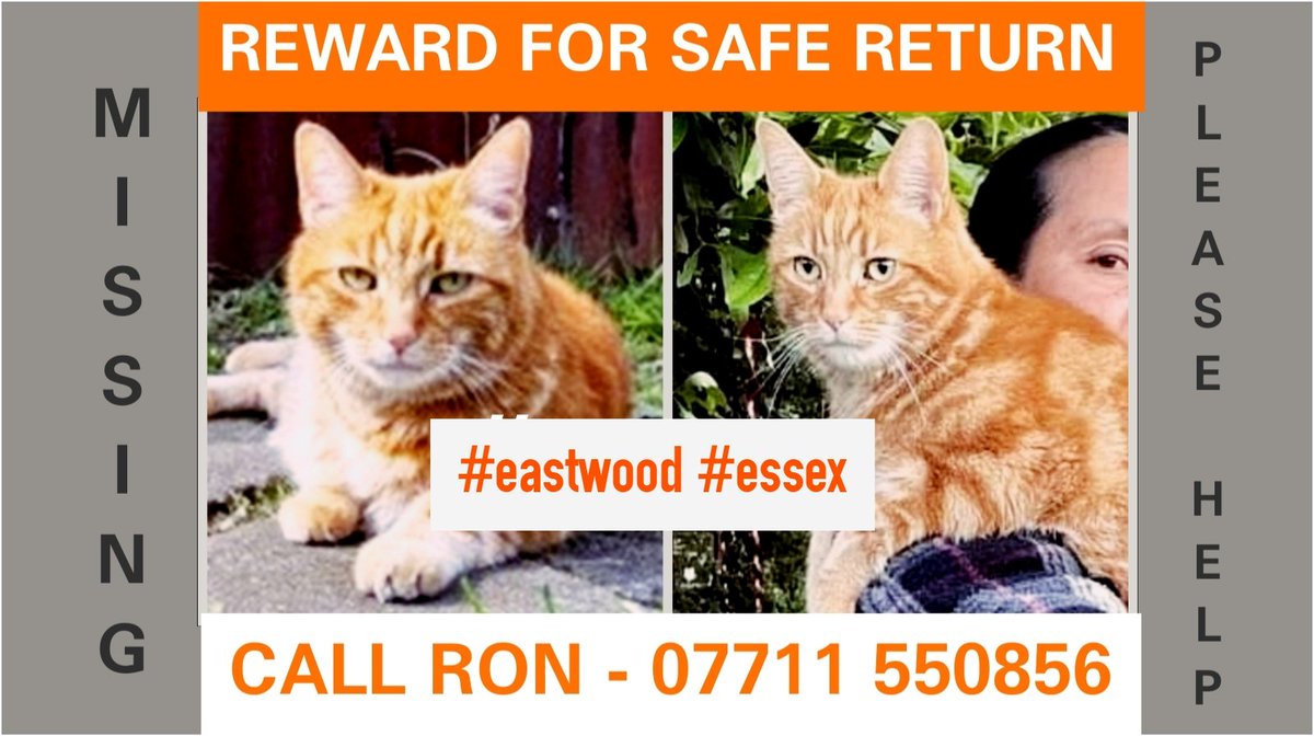 WrennHaye's tweet photo. POSSIBLE SIGHTING: Bellhouse Road, Eastwood, Leigh SS9 5NH. CAN YOU HELP PLEASE? Have you seen him in your garden or nearby? Please RT this post to your local friends/family in the area. Thank you  #eastwood #leighonsea #essex #Southend @petsarefound @petregister @PetsLocated https://t.co/vUt2va1atl
