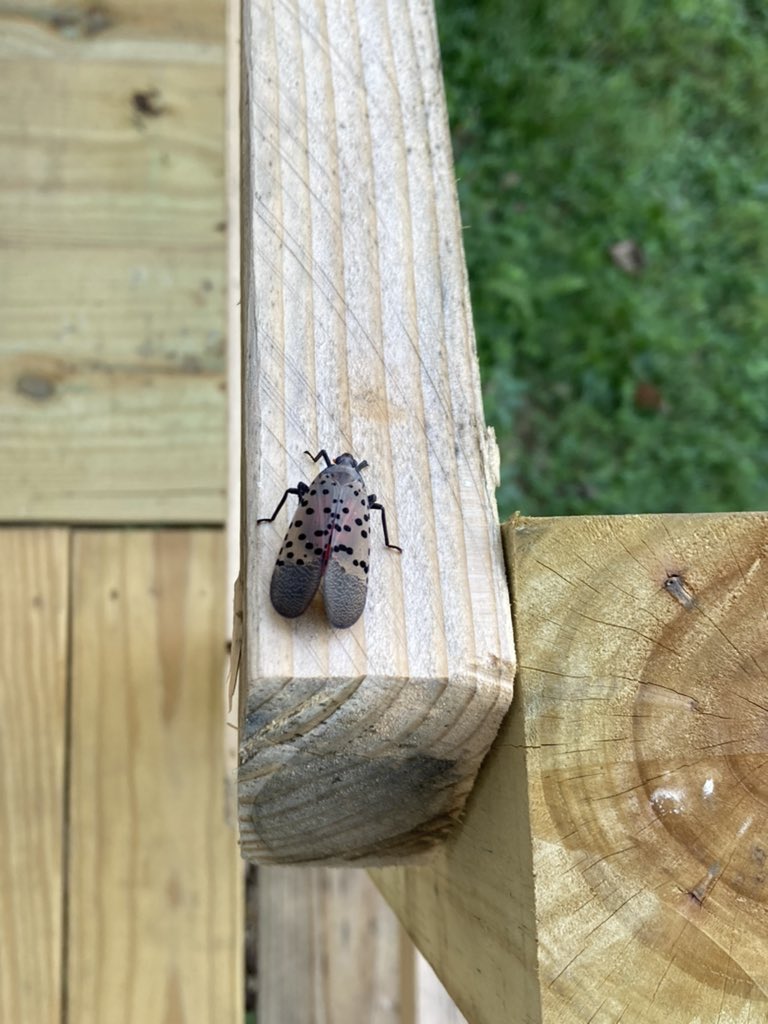 Chiselᵇˡᵐ on Twitter: 