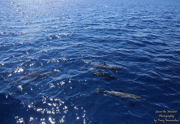 SavorMomentPhot's tweet photo. #BlueDolphinCharters guarantees that you will see #dolphins on their morning boat/snorkel tour around #Kauai. They did not disappoint!
#wildlifephotography
To find out more: https://t.co/2RckFWqnQJ https://t.co/IiiwtPBOiV