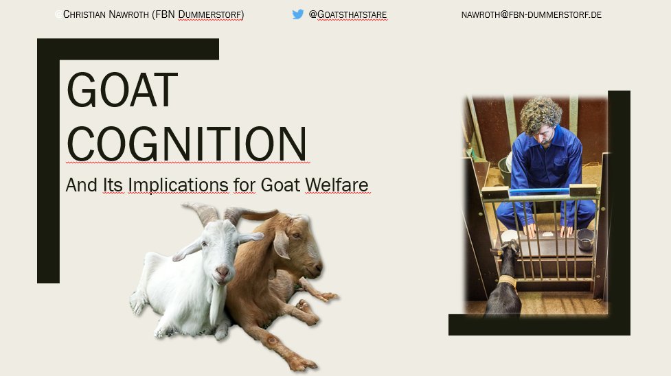 GoatsThatStare's tweet photo. The closing remarks of #ISAE2022 are still echoing over Lake Ohrid, but the next conference is already looming! 

Happy to announce that I will give a plenary talk on goat cognition at the International Conference on Goats 2022!

https://t.co/AhWf29taAJ https://t.co/nFCm3pF7ET