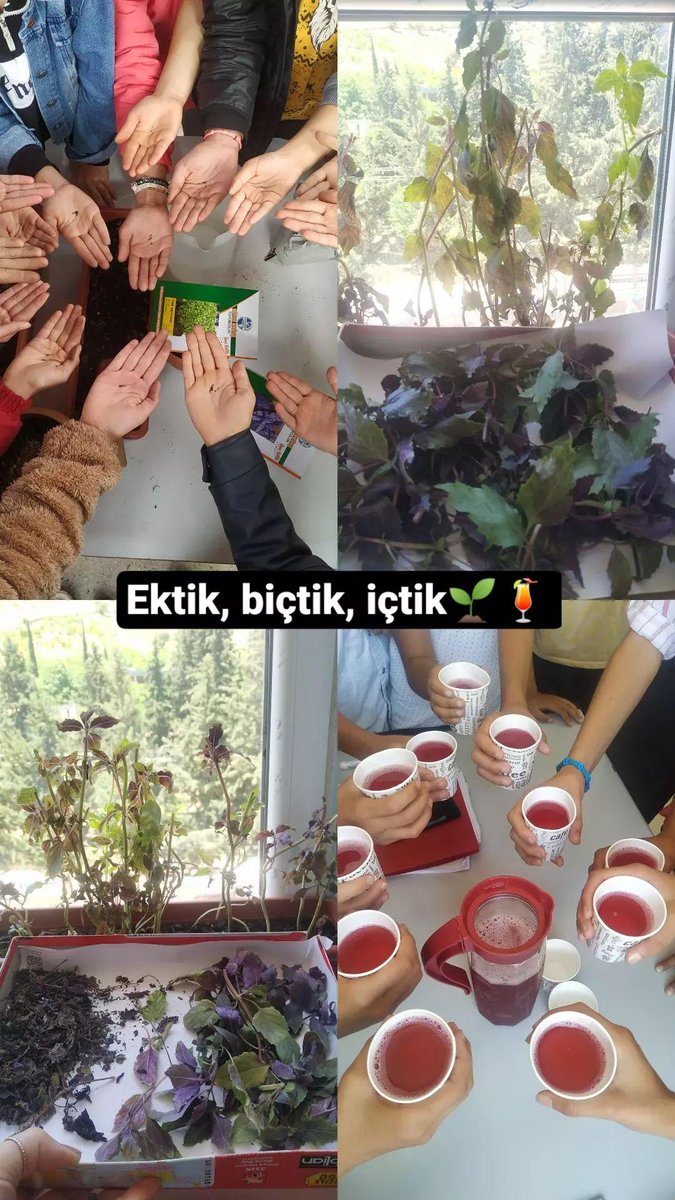 bejan_miral's tweet photo. @MetinOzdamarlar Sizinki kadar olmasa da biz de sınıf içerisinde uygulanabilir küçük bir proje yapmıştık hocam ☺️ çocuklar emek verince çok mutlu oluyorlar 🌿 https://t.co/Obs0Nh9OWG