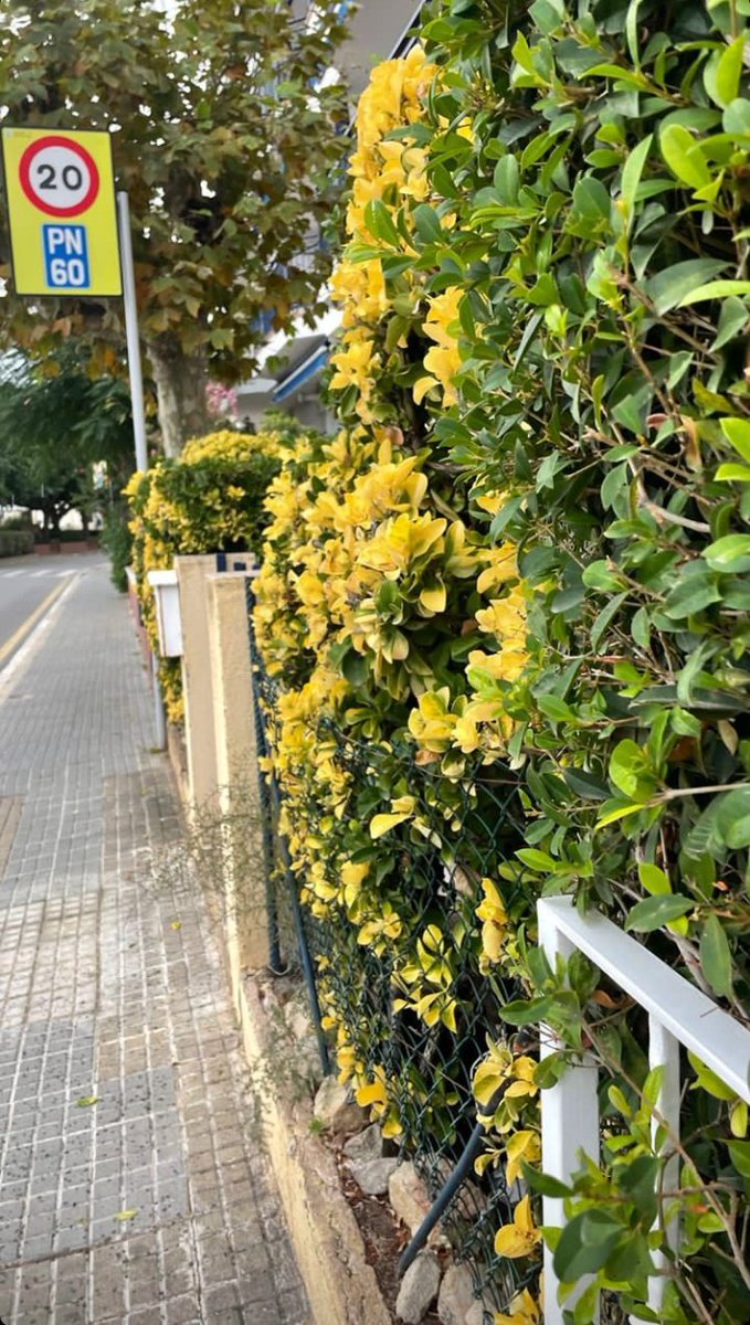 soofi__lopez's tweet photo. mis días libres consisten en conocer playas nuevas 🥺❤️ https://t.co/nQUTlnMfcA