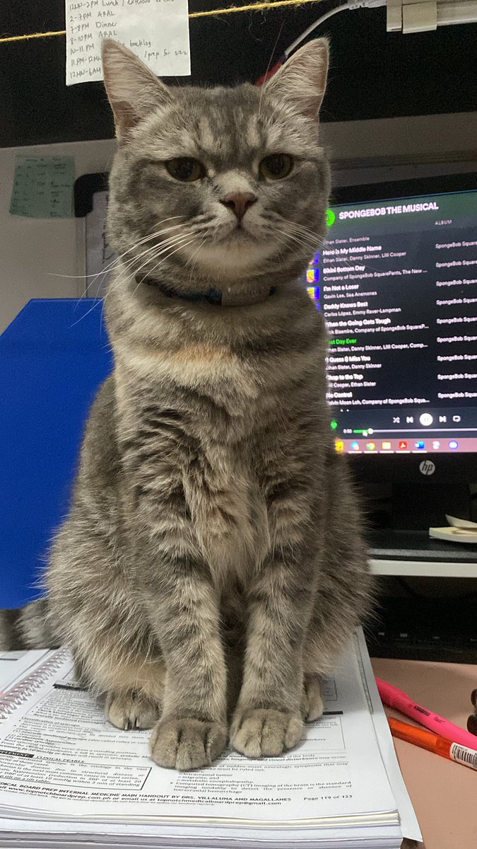 mookieperscot's tweet photo. Mommy stop studying already

#catsoftwitter #cat #catlovers #catsofPH #catsofmanila https://t.co/VlFxZTN6Cm