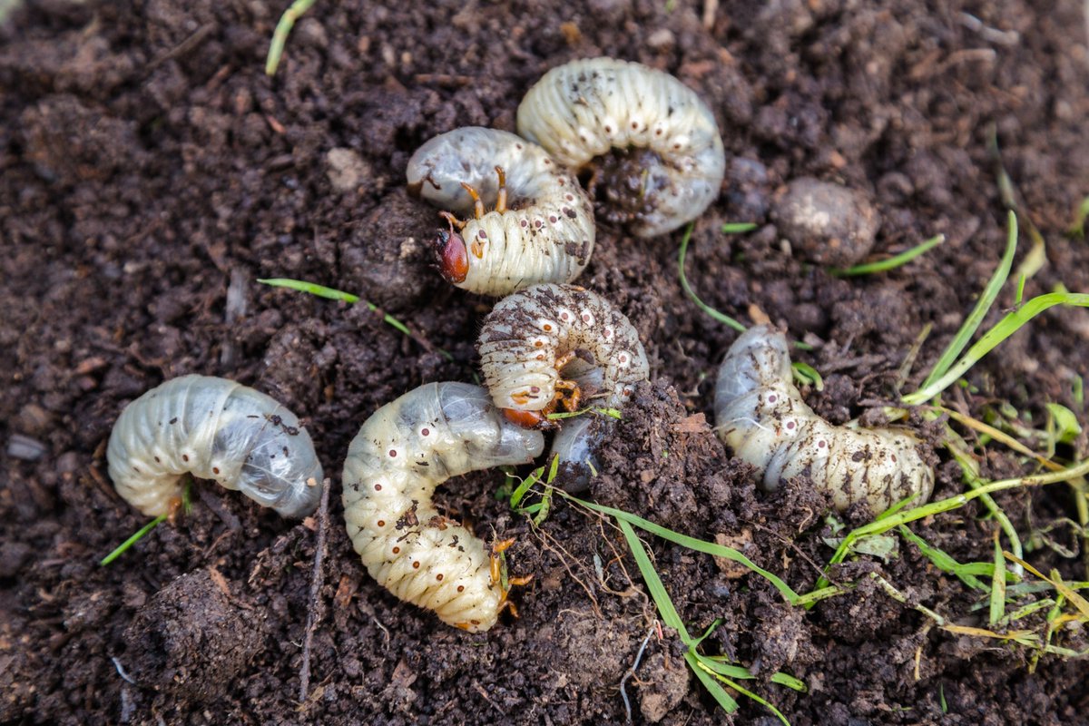 TurfKingLawn's tweet photo. Brown spots in your lawn may signal that Grubs are present and feasting on grass roots. To determine if Grubs are the culprit, pull on the brown grass. If it pulls free with no roots, carefully... more at https://t.co/8uCuarjZyn https://t.co/l961SENpiC