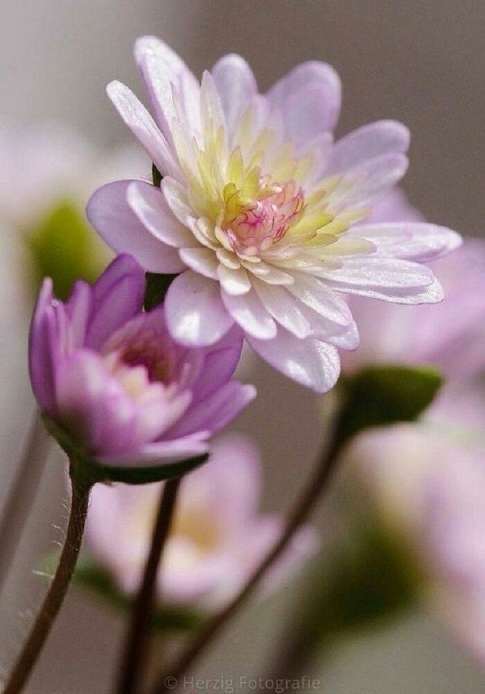 Tmlily_'s tweet photo. @MaJaVi_ @Lily_Tmlily @mamiRD_ @Da__Eliz @miarianmoreno @insaurraldeh @Aegir25 @glenton123 @majd9757 @Eclare_Pure @oce2005 @Mia___Emy @Hsnklil @jasmine50012486 @SergioA60798547 @GREATASOK @otrogoga60 @jet_new @IfbSdv @_hassan00 @Zeno_Mello @Mr__Arif_ 🕊#Tmlily 
💙🕊#FollowsEli 

💙@Lily_Tmlily
💙@Da__Eliz
💙@miarianmoreno
🕊
@insaurraldeh
@Aegir25
@glenton123
@majd9757
@Eclare_Pure
@oce2005
@Mia___Emy
@Hsnklil
@MaJaVi_
@jasmine50012486
@SergioA60798547
@GREATASOK
@otrogoga60
@jet_new
@IfbSdv
@_hassan00
@Zeno_Mello
@Mr__Arif_ https://t.co/JK1HPig1eT