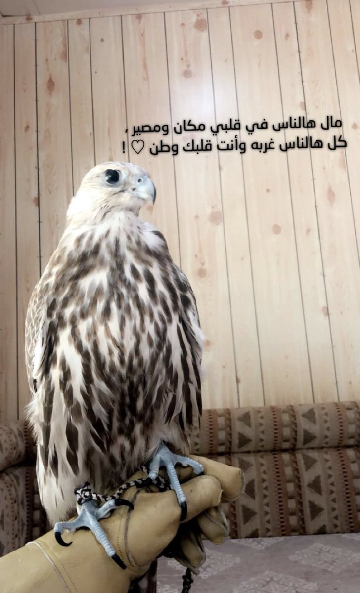 💔 (@3niib3eed) on Twitter photo 