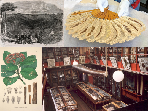 Economicbotany's tweet photo. On 11 Oct 2022 (17.00) I'll talk on "Awakening the past: Ethnobotany, collections and history" @KewScience 
Please join me if you can

In person at Kew https://t.co/re2CPN7tBG

Online https://t.co/aJN9yOs683 https://t.co/dqpzRdUBXN