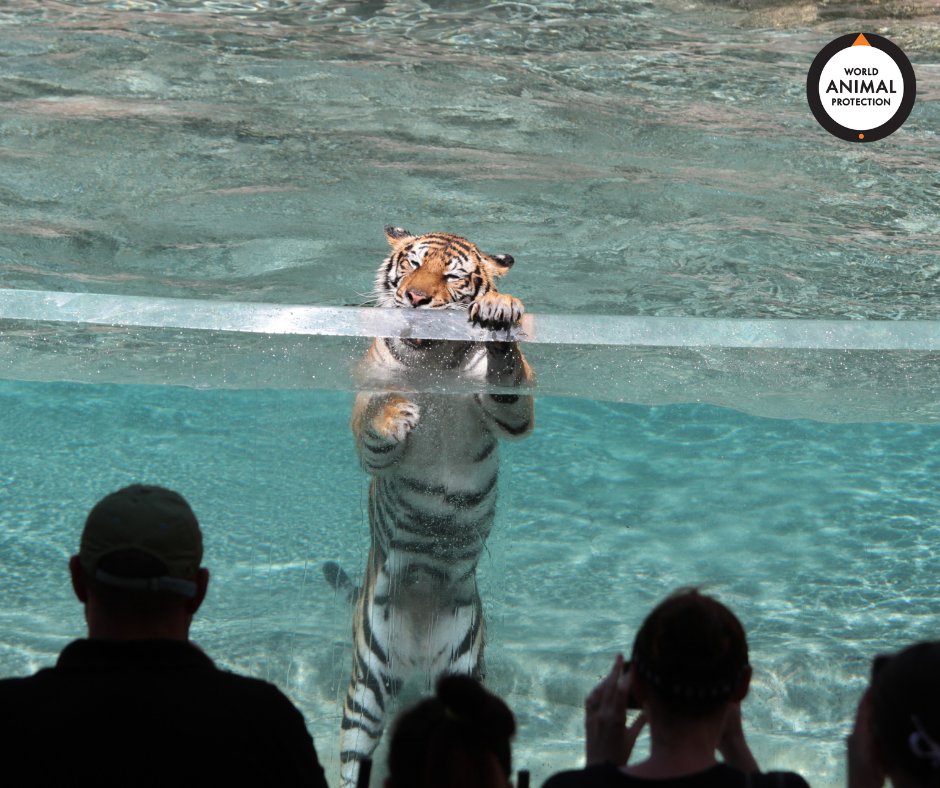 World Animal Protection CA tweet media