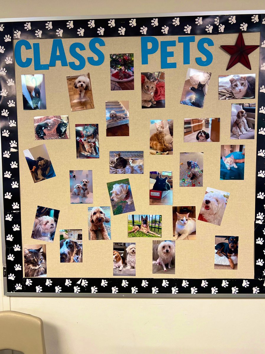 Hands down, best wall in my classroom! Students (and myself) love coming in and seeing their pets everyday! <a href="/BeckendorffJH/">Beckendorff JH</a> #bdjhpride #juniorhigh #classpet #pets #katyisd #socialstudies