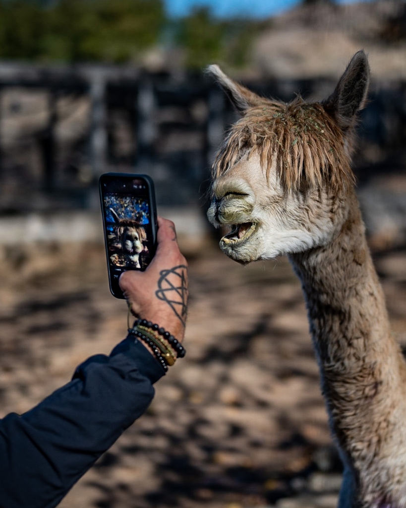 CKIVFoundation's tweet photo. But first… llama take a selfie 📸🦙
#C4Foundation #ChuckHeavy #AlohaWarrior #NavySEALs #CKIV #C4Ranch #llama #llamaselfie #ranchanimals #farmanimals #llamas #alpacalove #llamalove https://t.co/X2UdPjKoid