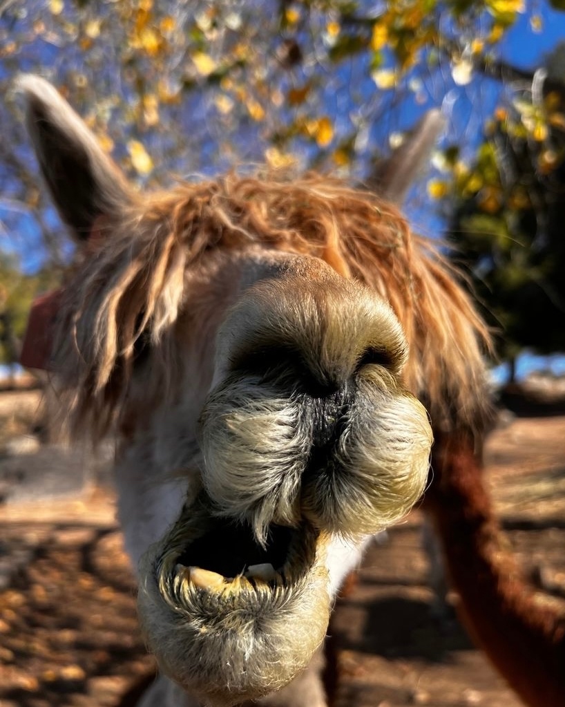 CKIVFoundation's tweet photo. But first… llama take a selfie 📸🦙
#C4Foundation #ChuckHeavy #AlohaWarrior #NavySEALs #CKIV #C4Ranch #llama #llamaselfie #ranchanimals #farmanimals #llamas #alpacalove #llamalove https://t.co/X2UdPjKoid