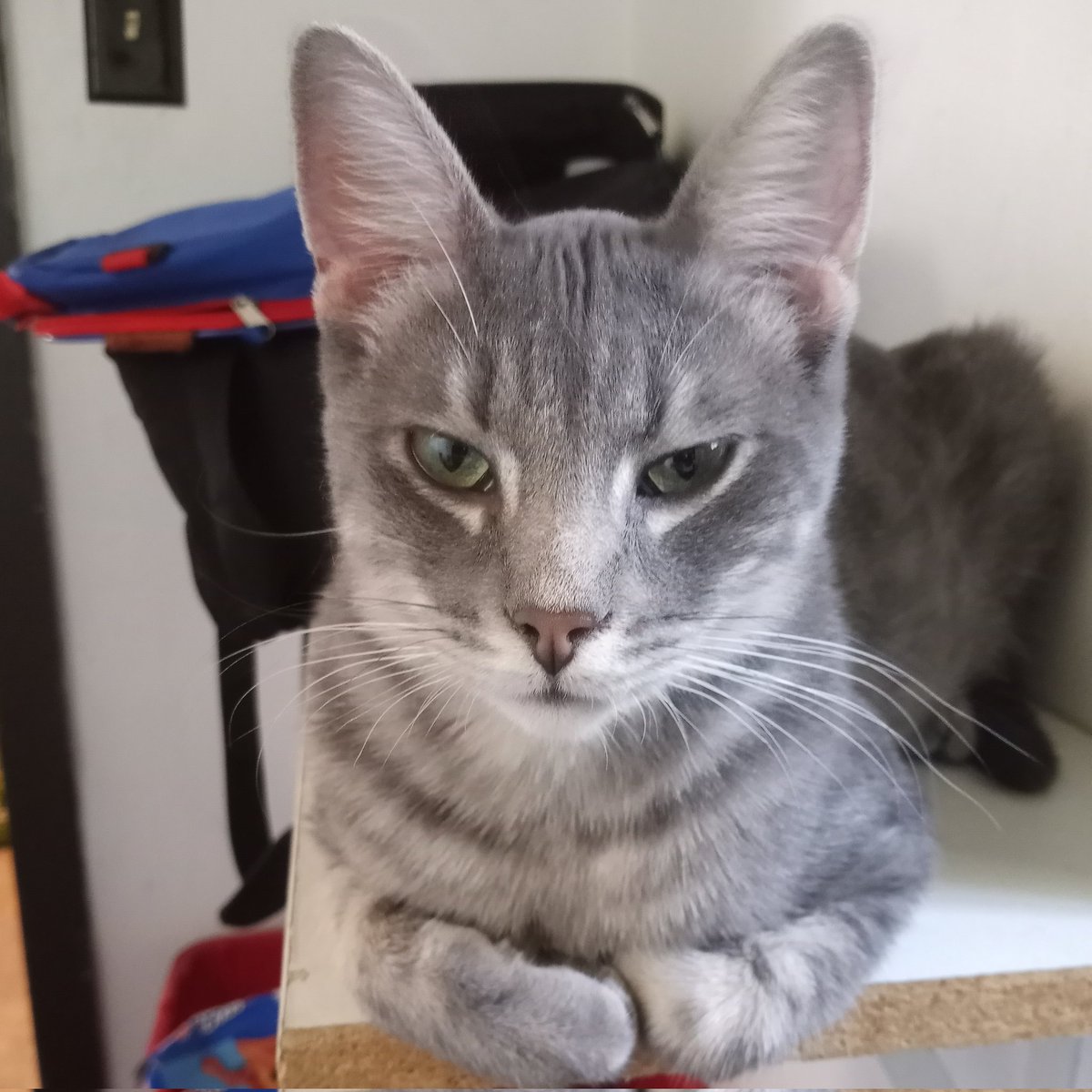 hai,,, ime back!! did yuo mis me??