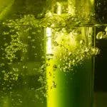 algaeindustry's tweet photo. The truth is algae biofuels never went away. Dedicated researchers have been working in laboratories around the world, making the improvement that can get these fuels ready. #algae2022
https://t.co/HB0A91Quu9 https://t.co/f0Z1jObTGs