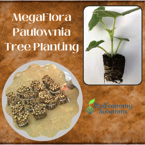 Algae4Gas's tweet photo. Global Green Opportunity Focuses On Planting Paulownia Trees...
https://t.co/xSSZBU3Cxb
Please let us know if you are ready to plant trees for a project? #paulownia #kiri
#reforestation #treeplanting #afforestation #forestservice #rangerservice #forestry #trees #nature https://t.co/e5i7K8v40d