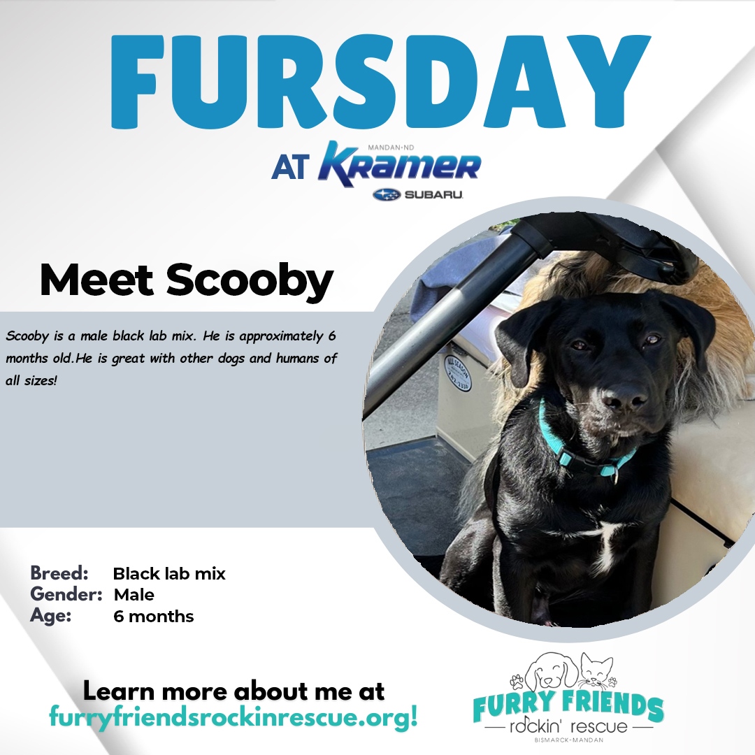 KramerAutomoti2's tweet image. It's almost #FURsday! 🐾 
Come out to #KramerSubaru and say hello to Scooby and our friends from @ !

Come out and see us.
📍700 Old Red Trail
Mandan, ND 58554
☎️ (701) 490-8874
Take a look at our inventory or schedule your service appointment: 
🖥️ kramerchevrolet.com
#K...