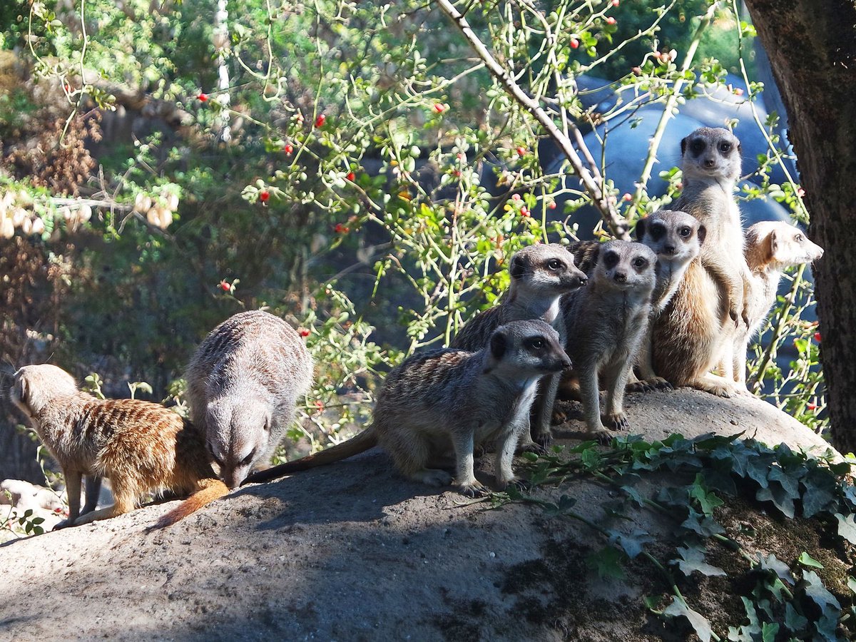 Parkscout's tweet photo. Wir haben am Wochenende den sehenswerten Burger‘s Zoo in Arnheim besucht. Hier geht es zu unserem Bericht https://t.co/R5k8hY6lZG https://t.co/vvT4QycN48