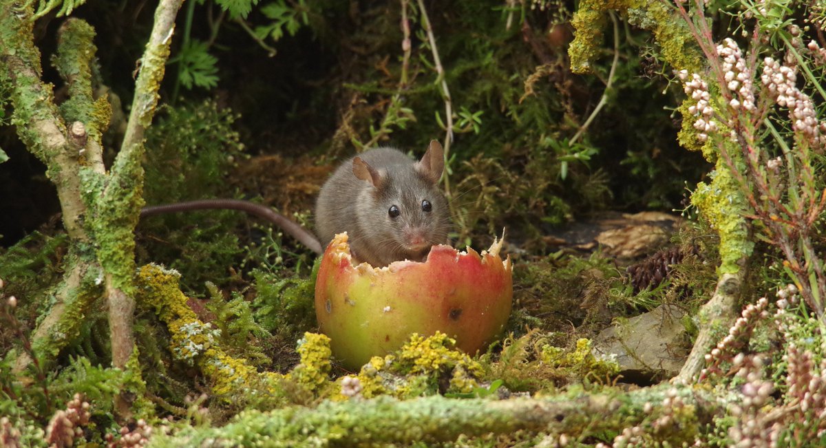 simon_dell_tog's tweet photo. Mouse land https://t.co/nhPX1EXeCH