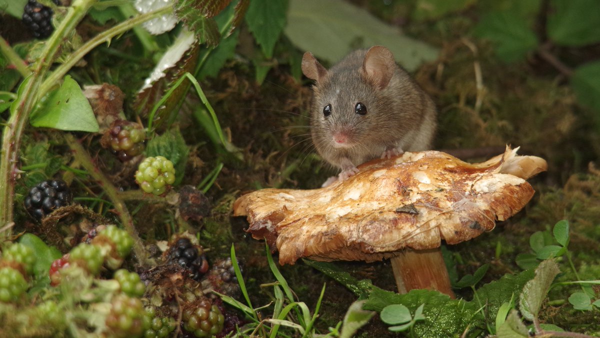 simon_dell_tog's tweet photo. Mouse land https://t.co/nhPX1EXeCH