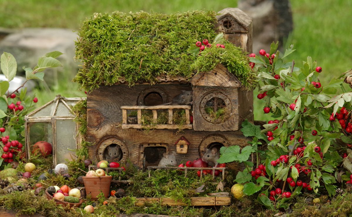 simon_dell_tog's tweet photo. Mouse land https://t.co/nhPX1EXeCH