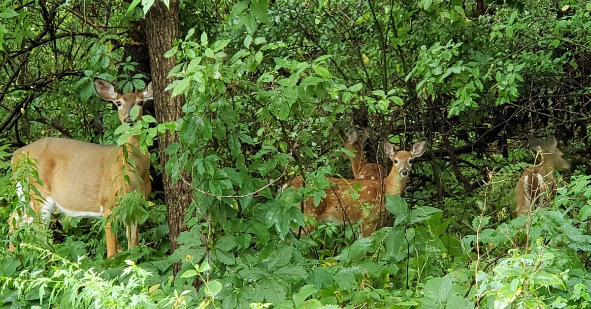 theclowderlady's tweet photo. The Big Red doe that lives in the woods around my neighborhood has triplets this year! ❤❤❤ https://t.co/xLGWITRFOj