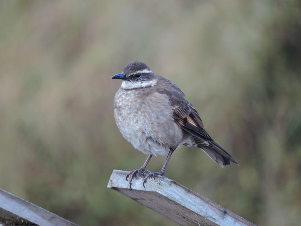birdwatchingcol's tweet photo. I am the Remolinera of thick beak, native to the moors of central Colombia, I like to live near the water looking for insects in the mud and digging.
✈ Check our set departure https://t.co/a64oSv4CLd #TweetWatching #BirdWatching https://t.co/qEYoWAA6VL