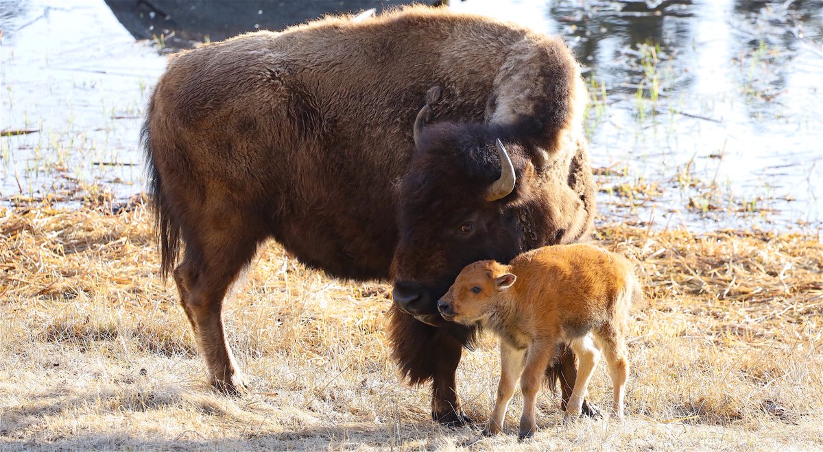 AltYelloNatPark's tweet photo. To live a life of compassion https://t.co/KQVPggr0p5
