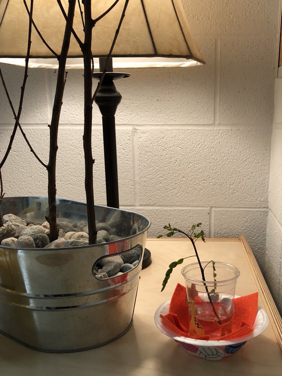 A little treasure left in the “sunlight” with a cozy wrap to keep it warm, and water to help it grow.  Caring for nature in kindergarten. <a href="/TVDSBKinder/">TVDSBKindergarten</a>