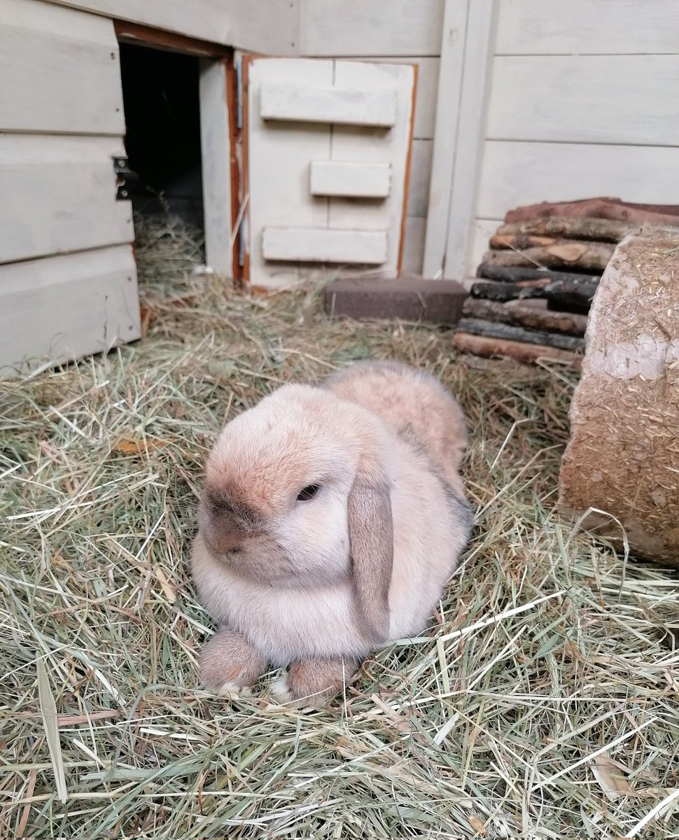 BurrowedHearts's tweet photo. Mr Wilson wants to know why he's not got a wife yet! Any lady buns interested in a small super friendly boy? He was an unclaimed stray originally so we don't have a definite age for him but he's young. Send adoption enquiries to burrowedheartsrescue@outlook.com
🐇💕🐇 https://t.co/B5J17H75RC