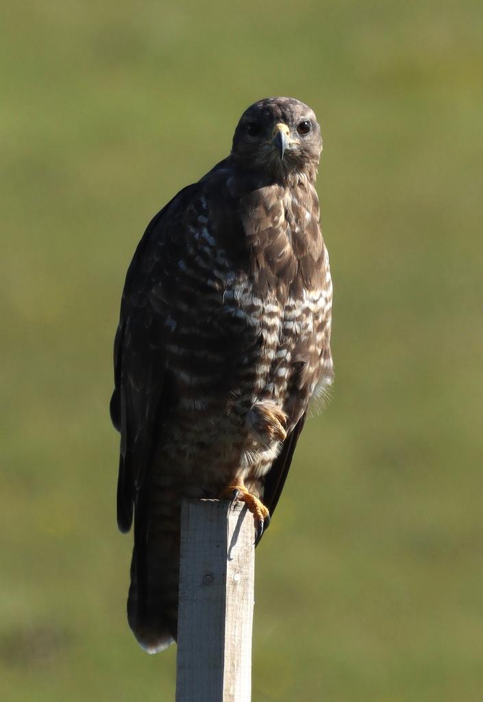 Spotted! 😳😂
#commonbuzzard #TwitterNatureCommunity #TwitterNaturePhotography #birding #birdphotography #birdwatching