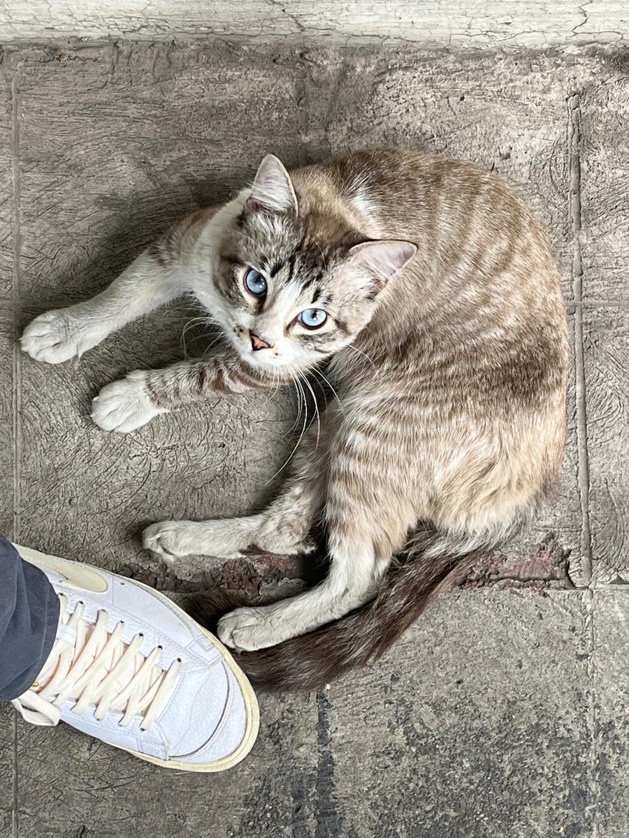 GarraAmor's tweet photo. Amigos alguien que pueda dar hogar temporal para este gatito? Es macho y lleva días en la calle. (No buscamos pensión) https://t.co/ilg3lGf7CG