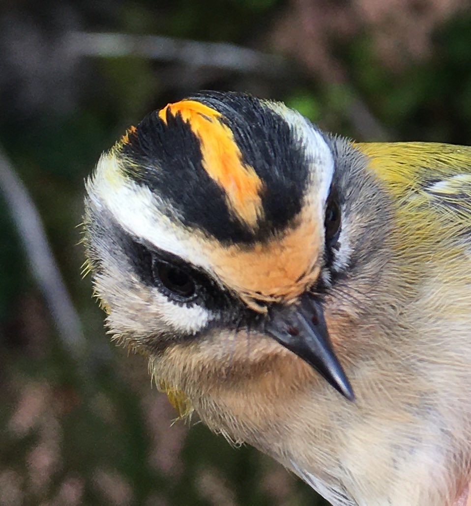 Our member Phil M ringed this stunning Firecrest today at Blackamoor. Also of note were 14 Chiffchaffs, 10 Goldcrests and 3 Willow Warblers