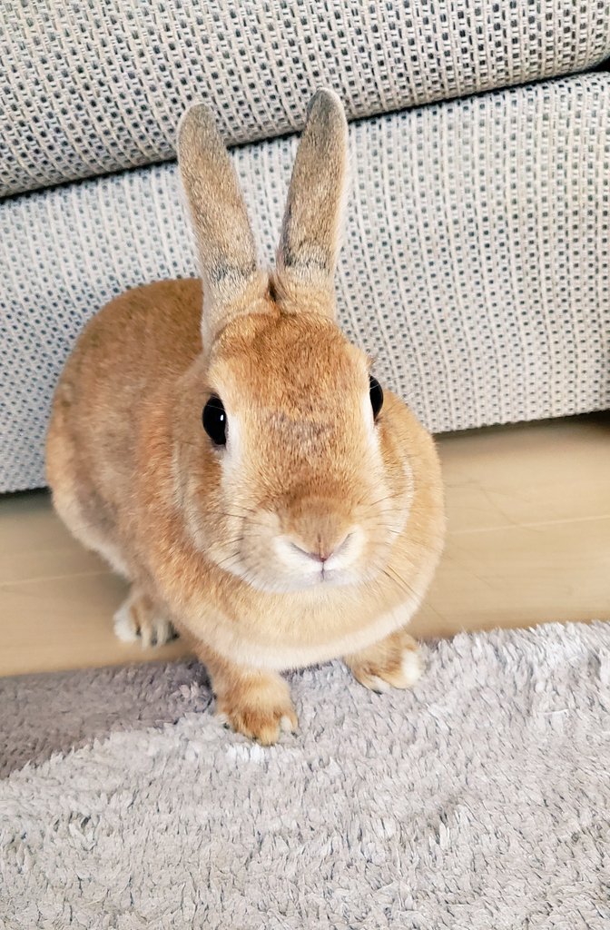 undundo's tweet photo. なにかイタズラを考えてる時の顔してる🐰

#うさぎ #うさぎ好きさんと繋がりたい #ネザーランドドワーフ https://t.co/4C5TqpZzyA