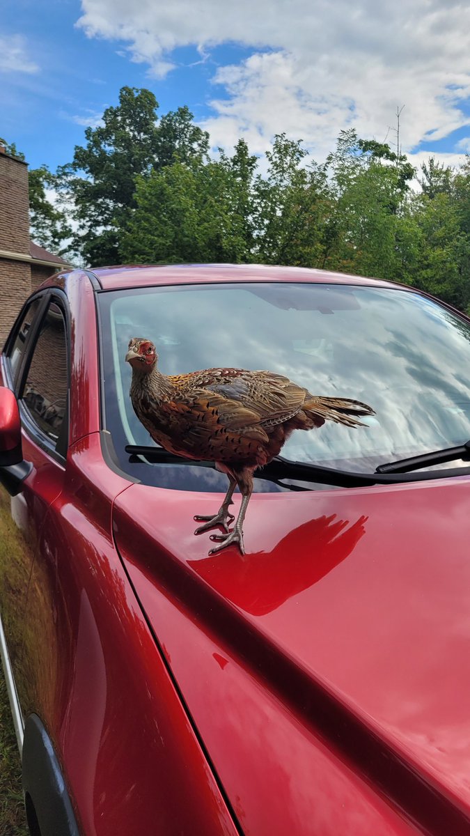 Marcus_Pfeiffer's tweet photo. I've heard of Pheasant Under Glass before, but Peasant On Your Windsheild?
This guy wasn't even afraid of me 😲 https://t.co/RTA5M8M39N
