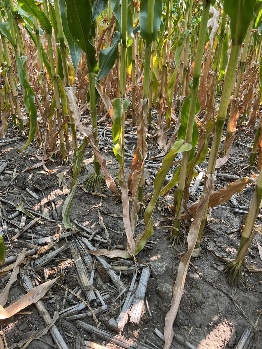 Clayton Kolling tweet media